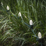 C7 LED Faceted Bulb, E12 Base