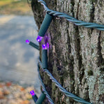 50L 5mm LED Light String, 6in Bulb Spacing