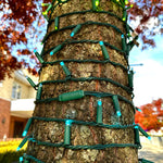 50L 5mm LED Light String, 6in Bulb Spacing